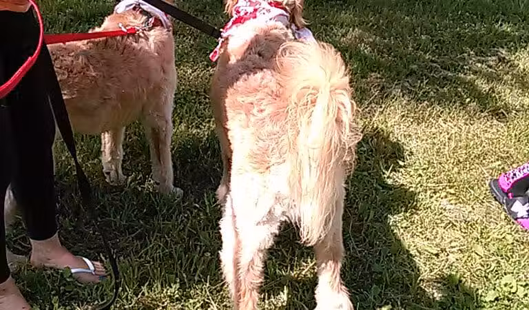 June's Pet Grooming - Byron, MI