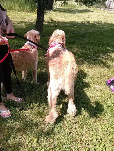 June's Pet Grooming - Byron, MI