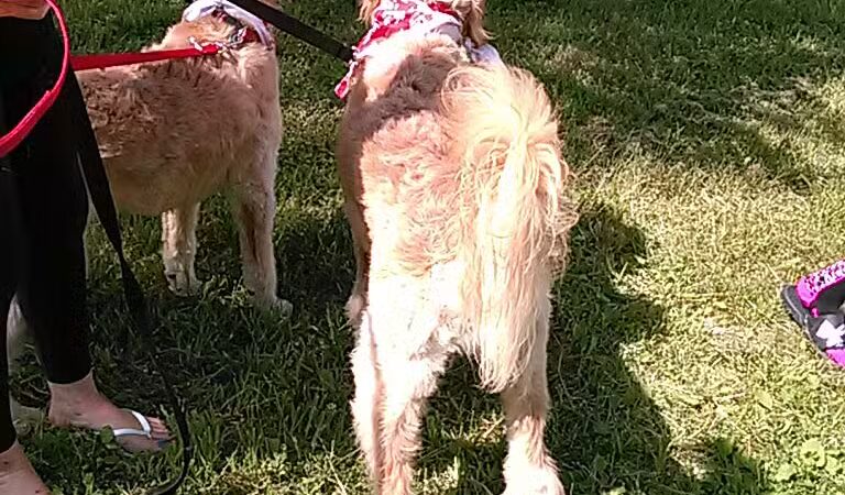 June's Pet Grooming - Byron, MI