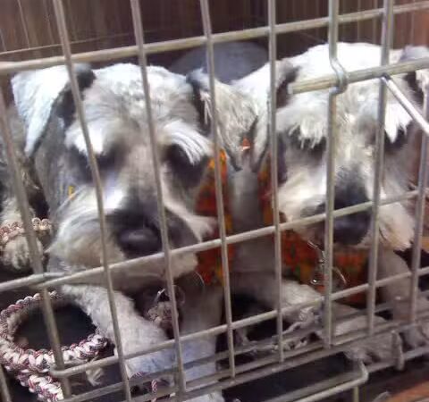 June's Pet Grooming - Byron, MI