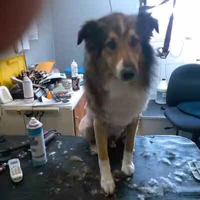 June's Pet Grooming - Byron, MI