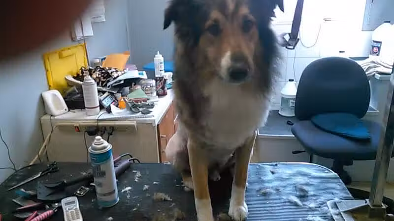 June's Pet Grooming - Byron, MI