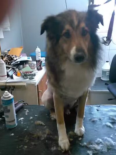 June's Pet Grooming - Byron, MI