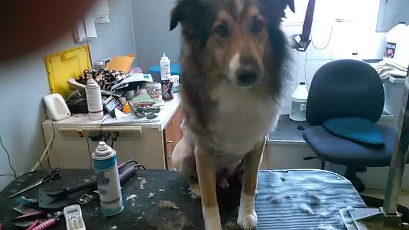 June's Pet Grooming - Byron, MI