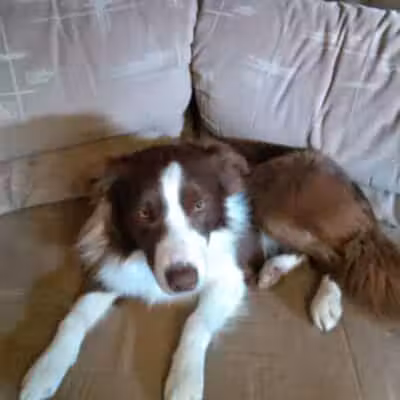 June's Pet Grooming - Byron, MI
