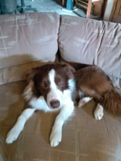 June's Pet Grooming - Byron, MI