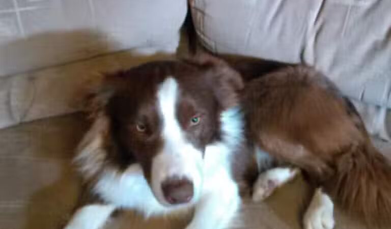 June's Pet Grooming - Byron, MI