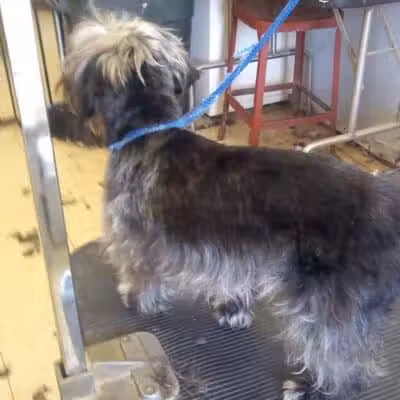 June's Pet Grooming - Byron, MI