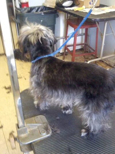 June's Pet Grooming - Byron, MI