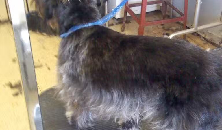 June's Pet Grooming - Byron, MI