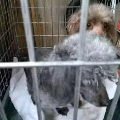 June's Pet Grooming - Byron, MI