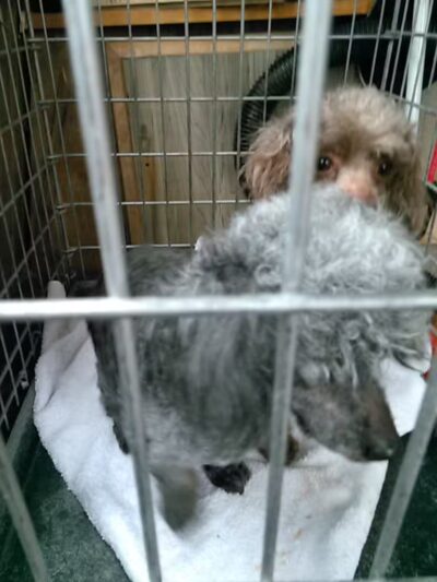 June's Pet Grooming - Byron, MI