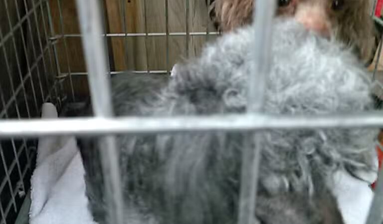 June's Pet Grooming - Byron, MI