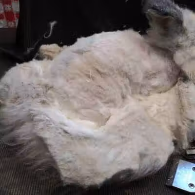 June's Pet Grooming - Byron, MI