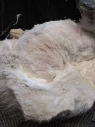 June's Pet Grooming - Byron, MI