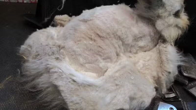 June's Pet Grooming - Byron, MI