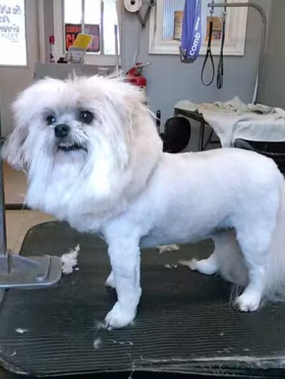 June's Pet Grooming - Byron, MI