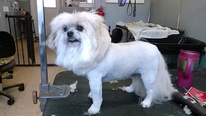 June's Pet Grooming - Byron, MI