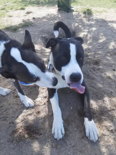 Cadillac Dog Park - Cadillac, MI