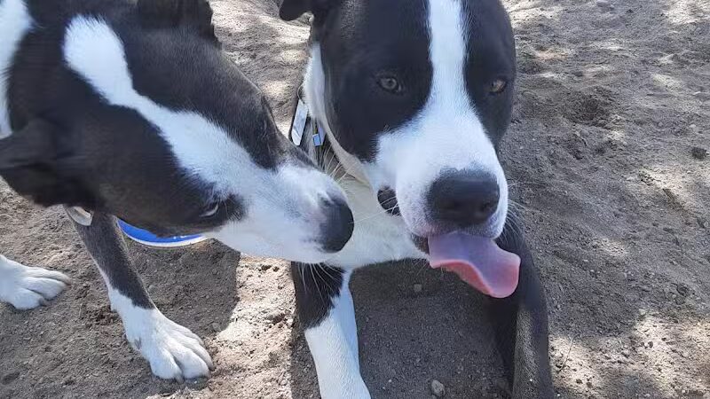 Cadillac Dog Park - Cadillac, MI