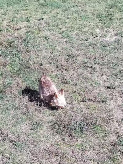 Cadillac Dog Park - Cadillac, MI