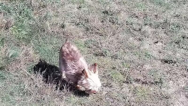 Cadillac Dog Park - Cadillac, MI