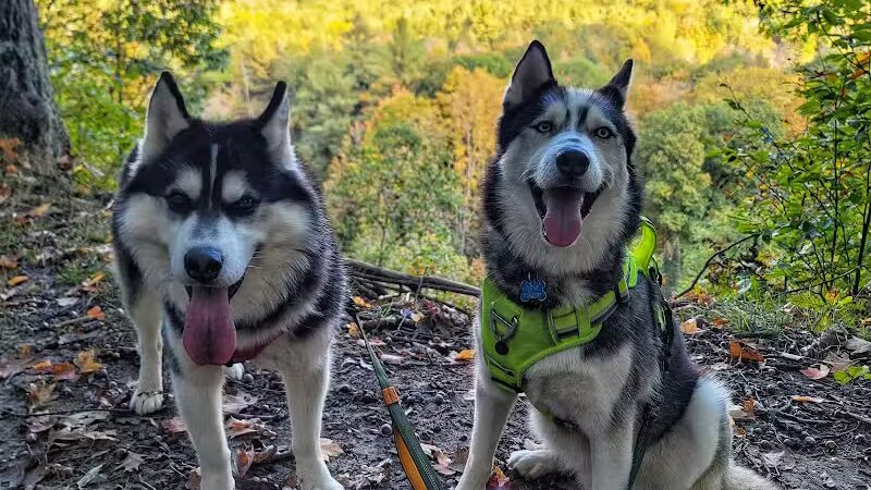 Cadillac Dog Park - Cadillac, MI