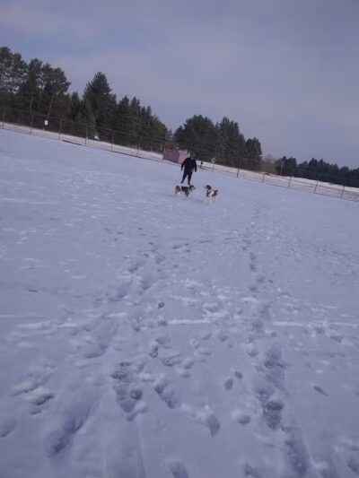 Cadillac Dog Park - Cadillac, MI