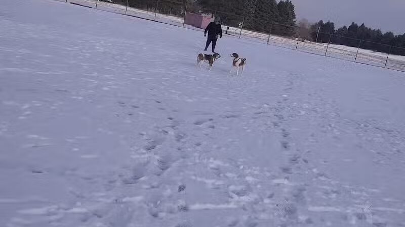 Cadillac Dog Park - Cadillac, MI