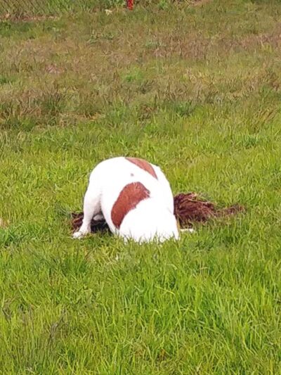 Cadillac Dog Park - Cadillac, MI