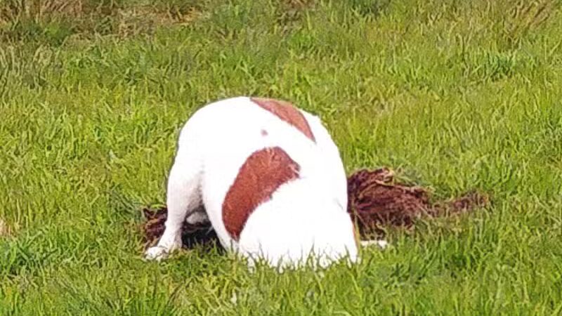 Cadillac Dog Park - Cadillac, MI