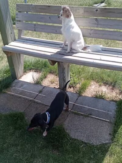 Cadillac Dog Park - Cadillac, MI