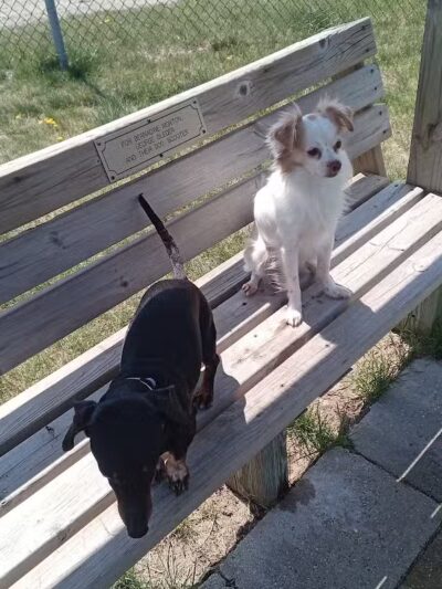 Cadillac Dog Park - Cadillac, MI