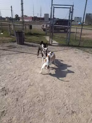 Cadillac Dog Park - Cadillac, MI