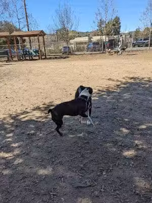 Calabasas Bark Park - Calabasas, CA