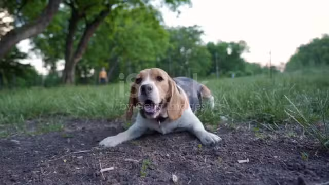 Dog park - Calabasas, CA