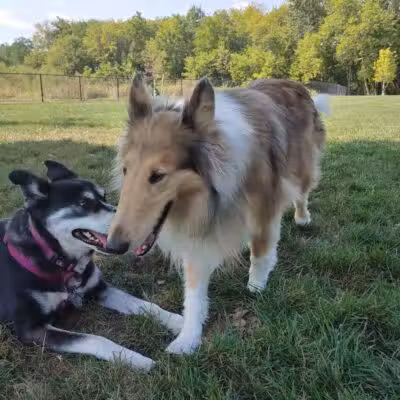 Caledonia Community Green Dog Park - Caledonia, MI