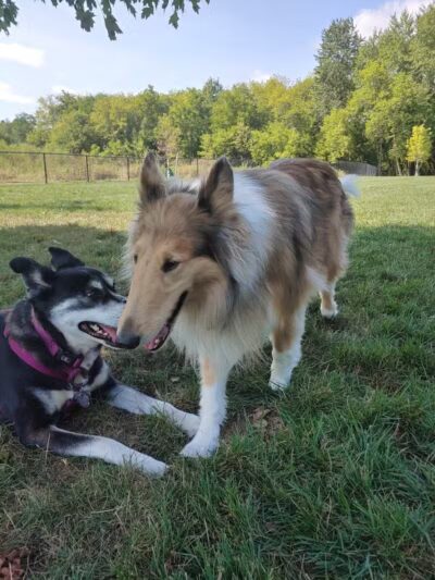 Caledonia Community Green Dog Park - Caledonia, MI