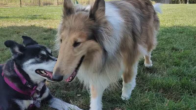 Caledonia Community Green Dog Park - Caledonia, MI