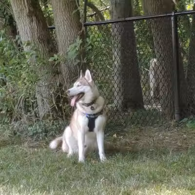 Caledonia Community Green Dog Park - Caledonia, MI