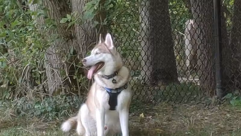 Caledonia Community Green Dog Park - Caledonia, MI