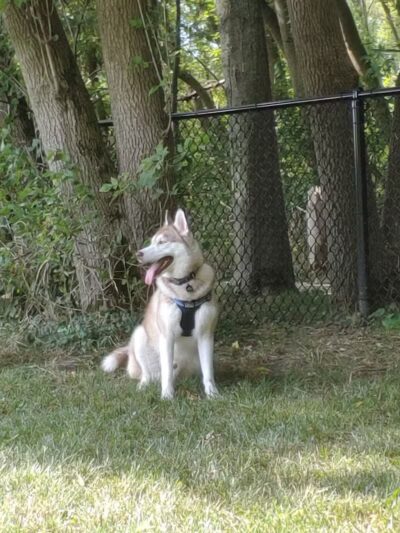 Caledonia Community Green Dog Park - Caledonia, MI
