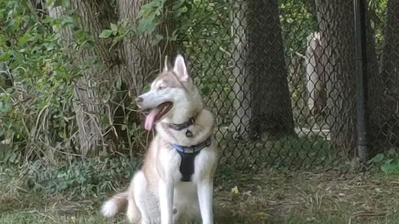 Caledonia Community Green Dog Park - Caledonia, MI