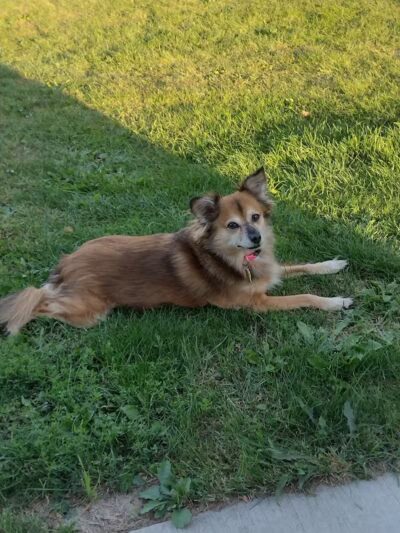 Caledonia Community Green Dog Park - Caledonia, MI