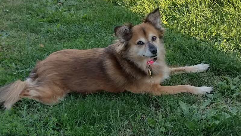 Caledonia Community Green Dog Park - Caledonia, MI