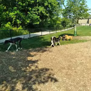 Caledonia Community Green Dog Park - Caledonia, MI