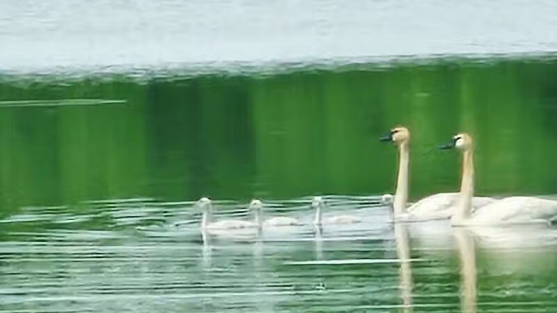Calumet Lions Park - Calumet,