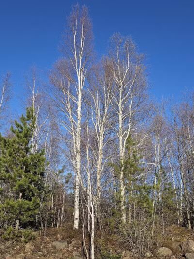 Calumet Lions Park - Calumet,