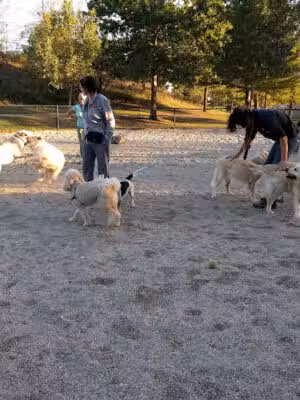 Danehy Dog Park - Cambridge, MA