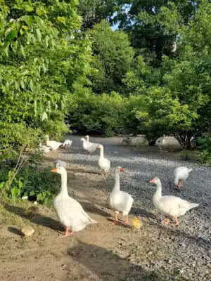 Goose Park - Cambridge, MA